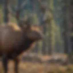 Majestic Bull Elk in Nevada Wilderness