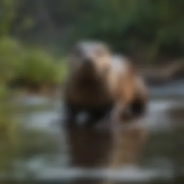 North American river otter hunting for fish in a serene freshwater stream