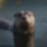 Graceful North American river otter swimming in crystal-clear water