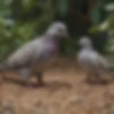 Nourishing Seed Mix for Wild Doves