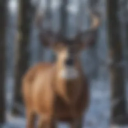 Nutritional analysis of deer feed ingredients