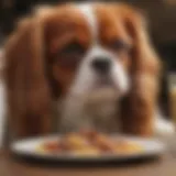 A Cavalier King Charles Spaniel enjoying a balanced meal