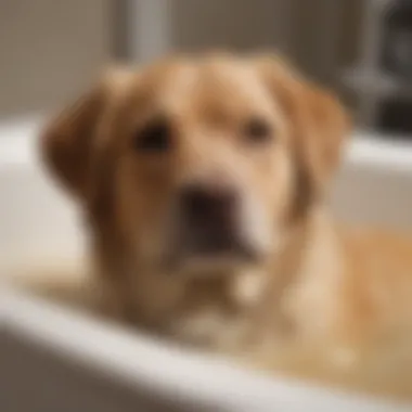 Oatmeal Soothing Bath for Mange in Puppies