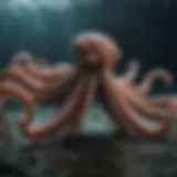 Majestic octopus hunting in the deep sea