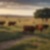Vast Oklahoma Cattle Ranch Landscape