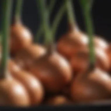 Close-up of onion bulbs developing in a container