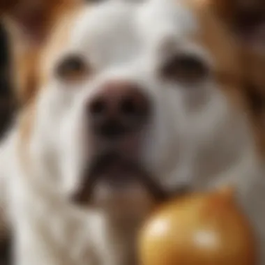 Anemia in Dogs Caused by Onions Onion-induced Anemia in Canines