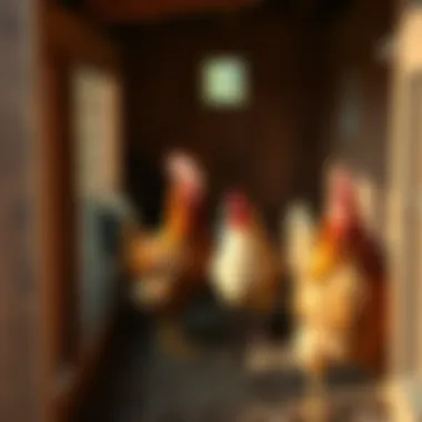 Interior layout of a chicken coop, showcasing space for four hens