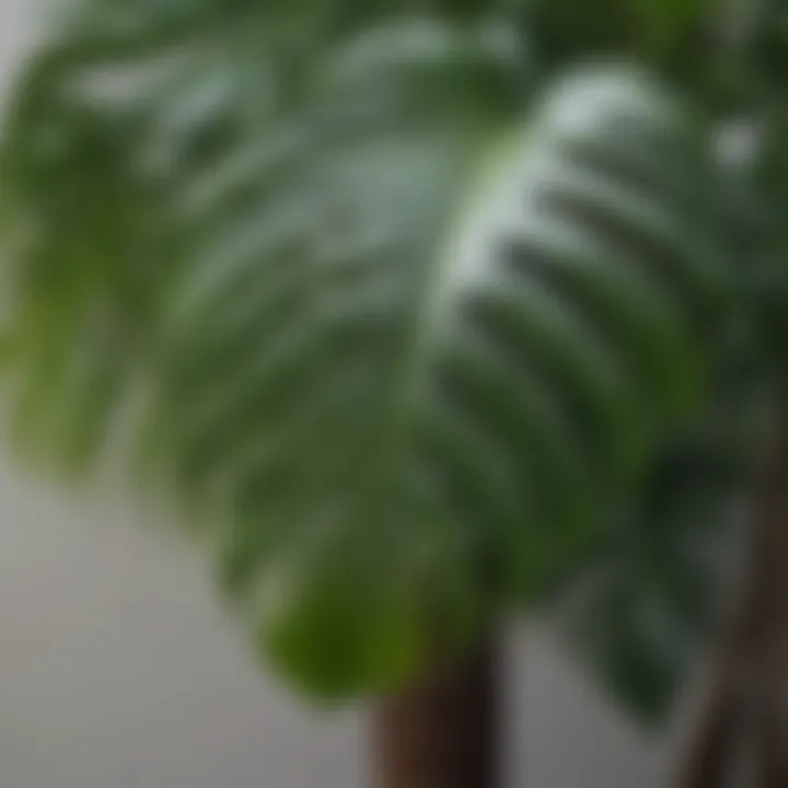 Close-up of Monstera leaves with water droplets