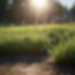 Healthy grass under morning sunlight