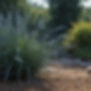 Elegant Blue Oat Grass in Shade Landscape