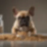 French Bulldog puppy enjoying nutritious kibble