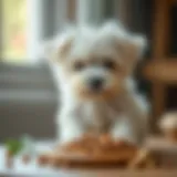 Nutrient-rich dog food for Maltese puppies