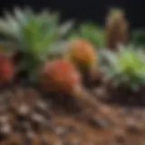 A close-up view of premium potting soil composed for succulents