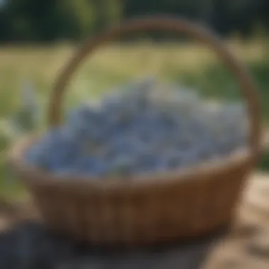 Harvested lupin pods in a basket