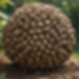Close-up of a wasp nest in a garden