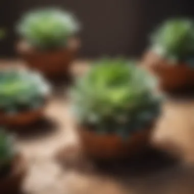 Avoiding Common Watering Mistakes with Succulents Succulent Watering Mistakes to Avoid