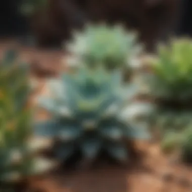 Revolutionary Hydration Methods for Succulents Succulent Hydration Techniques