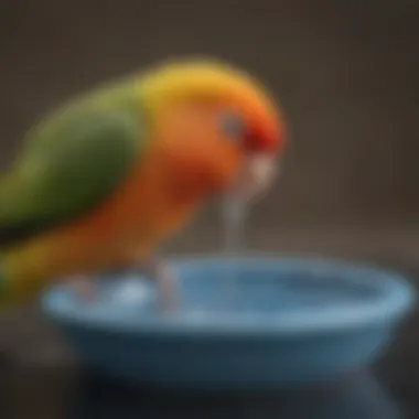 Lovebird drinking from a small water dish