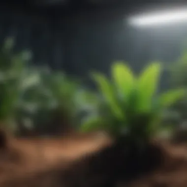 Optimizing Growth: Light Spectrum Comparison Comparison of plant growth under different lighting conditions