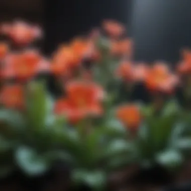 Vibrant Flower Growth with Fluorescent Light Close-up of vibrant flowers thriving under fluorescent lighting