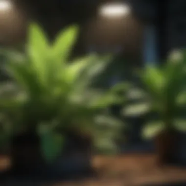 Enhanced Plant Growth with Full Spectrum Light Lush green plants under full spectrum fluorescent light