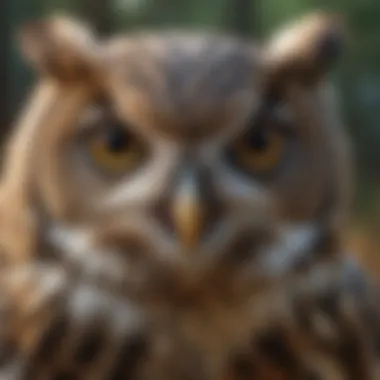 Owl with piercing eyes focused on prey