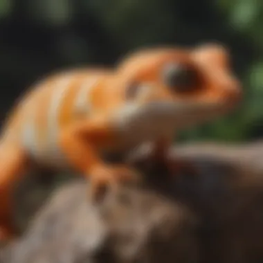 Understanding Gecko Behavior Gecko exhibiting natural behavior in a comfortable environment