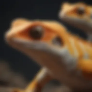 Gecko Species Comparison Different species of geckos highlighting diversity in ownership options