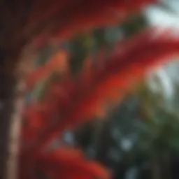 A palm tree with vibrant red leaves swaying in the wind