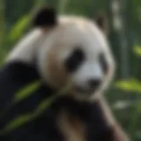 Panda Feasting on Bamboo Leaves