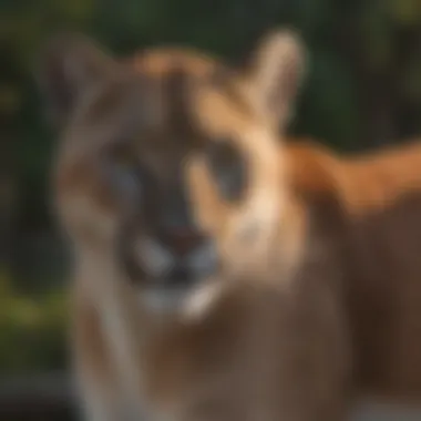 Florida Panther and its Vital Role in the Ecosystem