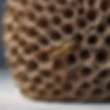Close-up view of a paper wasp nest in winter, showcasing its unique structure and texture.