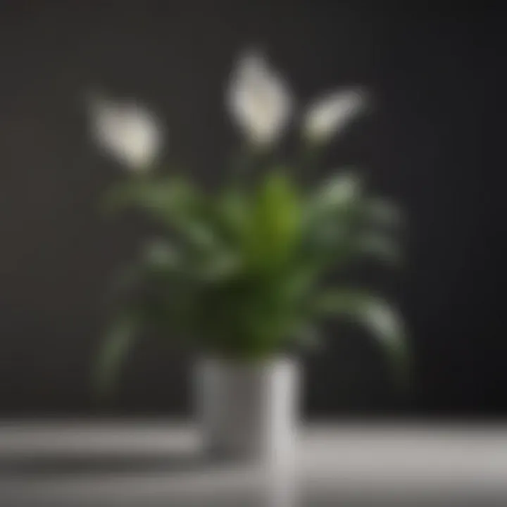 Peace Lily with white blooms in a low-light setting