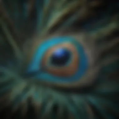 Peacock Feather Eye Pattern Peacock feather eye pattern signifying protection and watchfulness