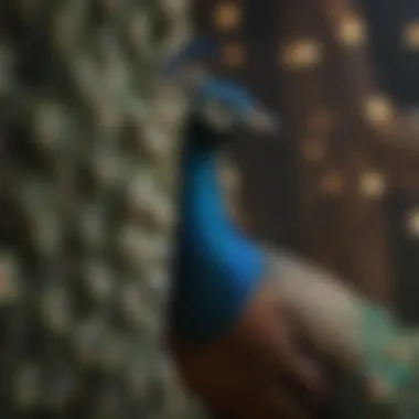 Peacock in full display symbolizing renewal and rebirth