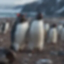 Penguin Colony Dynamics in Antarctica