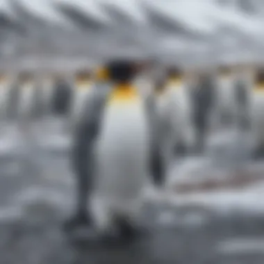 King Penguin Colony Gathering in Snowy Terrain