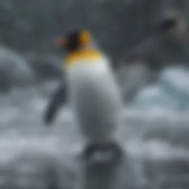 King Penguin Diving into Icy Waters for Food