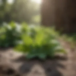 Fresh peppermint leaves ready for extraction