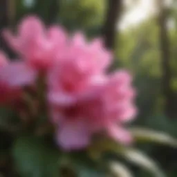 Exquisite Pink Rhododendron in Tennessee