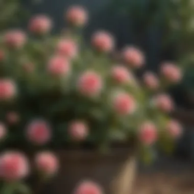 Care Tips for Flourishing Rose Bushes Vibrant rose bush in full bloom as a result of proper care
