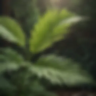 Citronella Plant Leaves Citronella Plant Leaves