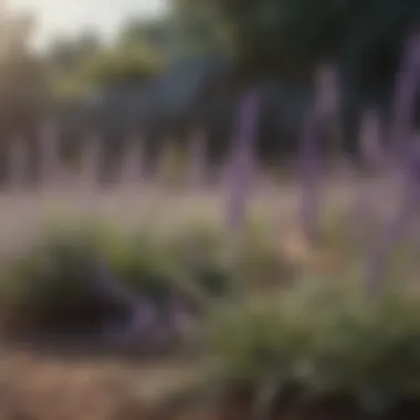 Lavender Plant Blooms