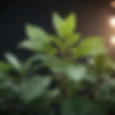 Peppermint Plant Branch Peppermint Plant Branch