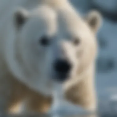 Enigmatic Beauty of a Polar Bear in Arctic Ice Enigmatic Polar Bear in Arctic Ice
