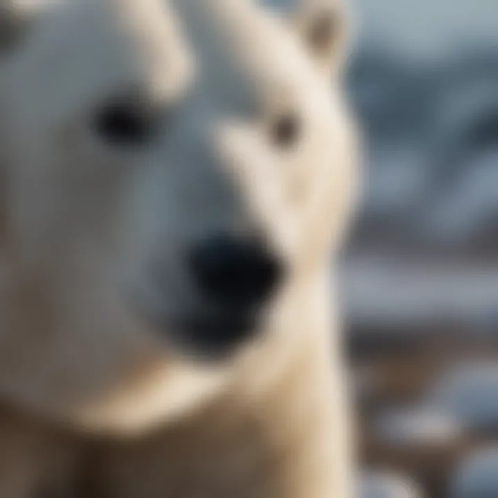 Polar Bear Conservation Challenges