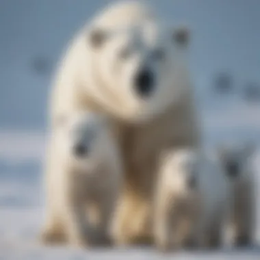 Polar Bear and Cubs Exploring Snowy Terrain