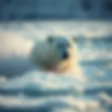 Polar bear in its natural habitat
