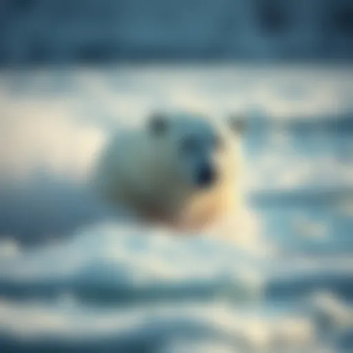 Polar bear in its natural habitat